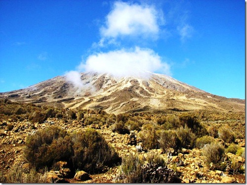 Kilimanjaro Plant Life (43)