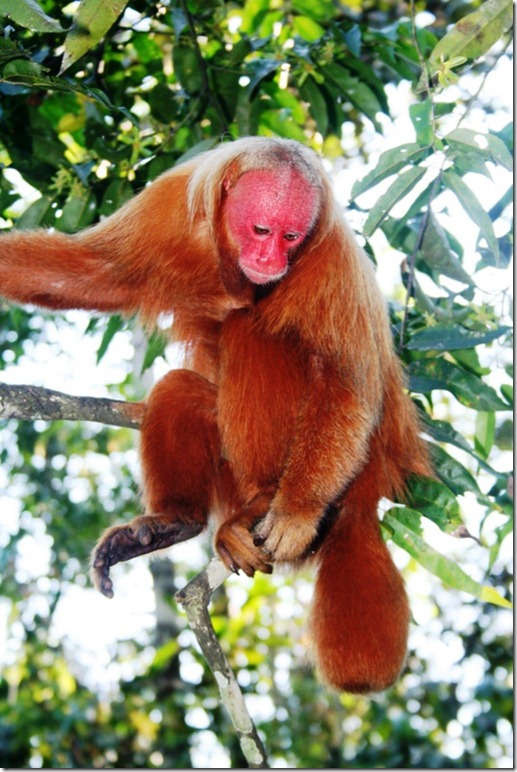2008_07_17 Brazil Amazon Monkey Park (7)